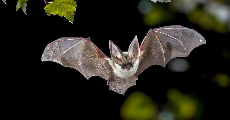 Deadly bat disease fungus confirmed in key tourist destination as ...