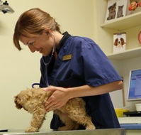 Marion Small Animal Hospital - Vet Melbourne