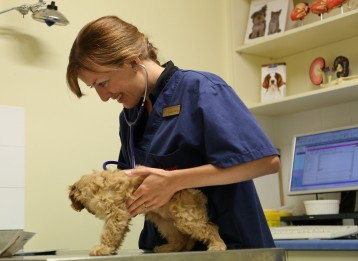 Marion Small Animal Hospital - Vet Melbourne 0