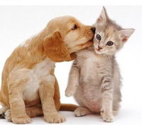 Aldgate Veterinary Clinic - Vet Melbourne