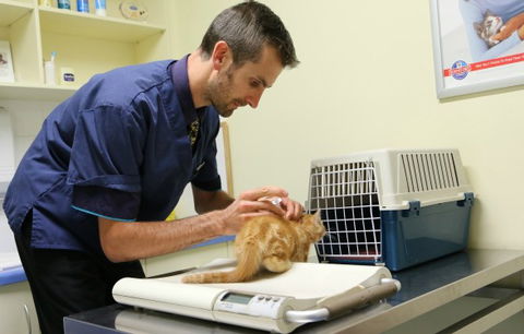 Seaford Vet Care - Vet Melbourne 0