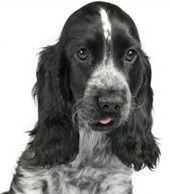 Norfolk Village QLD Vet Melbourne