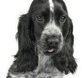 Jacobs Well Vet Surgery - Vet Melbourne