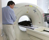 Animal Referral Hospital - Vet Melbourne 1