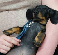 Hubert Maxine - Vet Melbourne