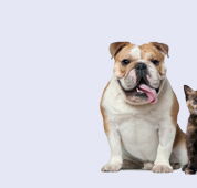 Strathbogie Veterinary Clinic - Vet Melbourne