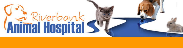 Nymboida NSW Vet Melbourne
