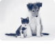 Thora NSW Vet Melbourne