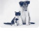 Bellingen Veterinary Hospital - Vet Melbourne