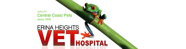 New Lambton Heights NSW Vet Melbourne