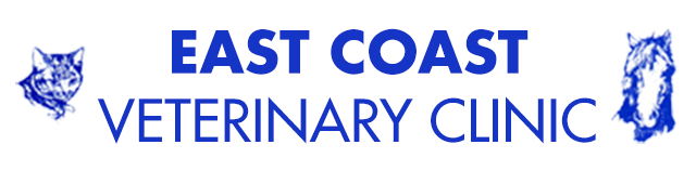 Orford TAS Vet Melbourne