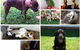 NQ Vets Mobile - thumb 11
