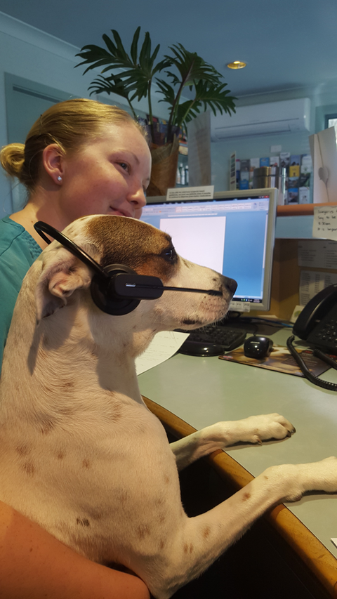 Ballina Veterinary Hospital - Vet Melbourne 1