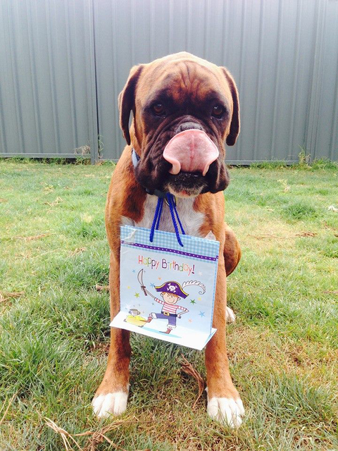 Ballina Veterinary Hospital - Vet Melbourne 3