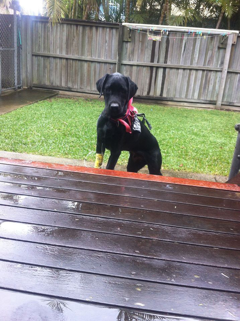 Ballina Veterinary Hospital - Vet Melbourne 4