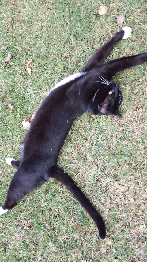 Ballina Veterinary Hospital - Vet Melbourne 5