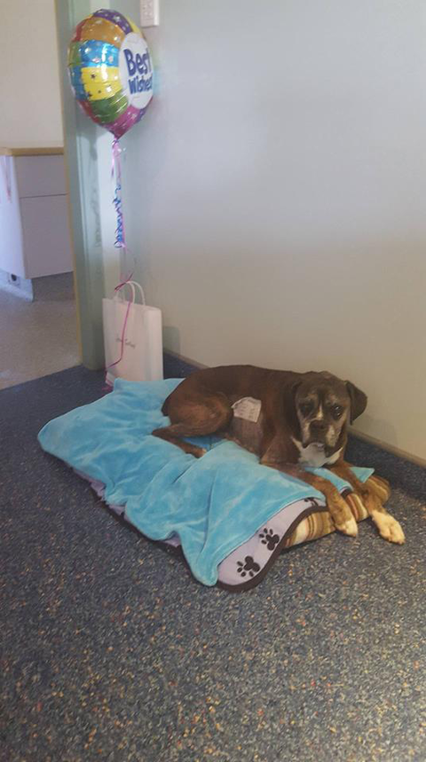 Ballina Veterinary Hospital - Vet Melbourne 10