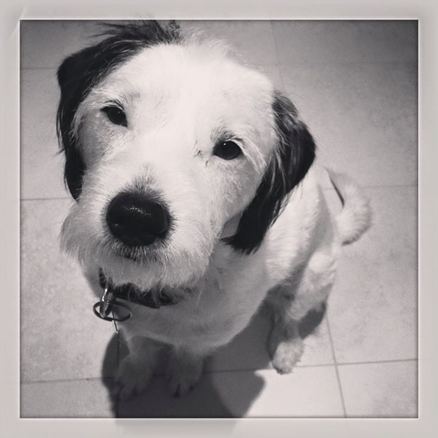Ballina Veterinary Hospital - Vet Melbourne 11