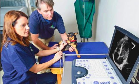 BONG BONG VETerinary Hospital - Vet Melbourne 4