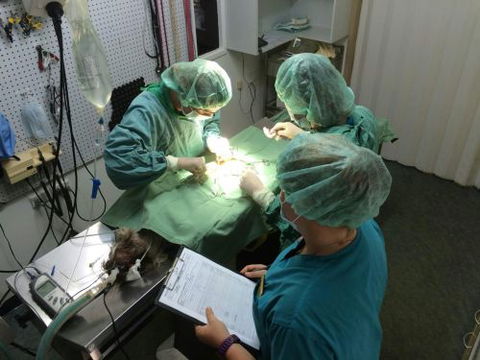 Central Veterinary Surgery - Vet Melbourne 5