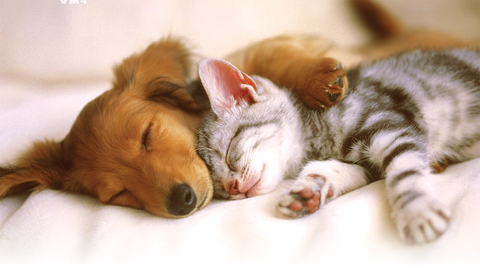 Coast And Valleys Veterinary Hospital - Vet Melbourne 1
