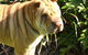Eumundi Vet - thumb 3