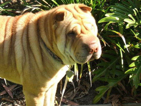 Eumundi Vet - Vet Melbourne 3