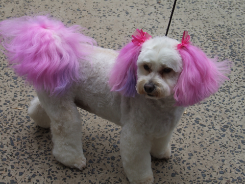 Hill Top K9 Grooming - Vet Melbourne 2
