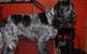 Hill Top K9 Grooming - thumb 9