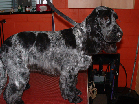 Hill Top K9 Grooming - Vet Melbourne 9