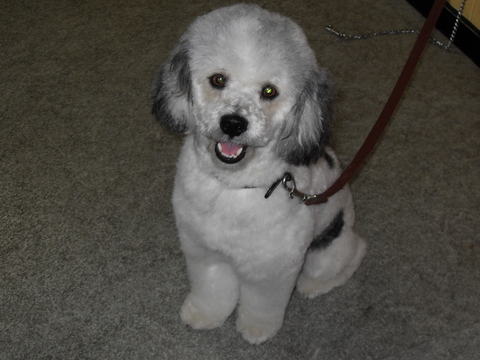 Hill Top K9 Grooming - Vet Melbourne 10