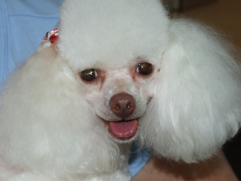 Hill Top K9 Grooming - Vet Melbourne 11