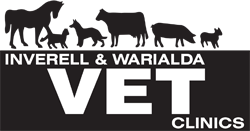 Inverell Vet Clinic - Vet Melbourne 0