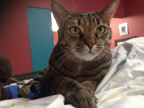 Litchfield Veterinary Hospital - Vet Melbourne 2