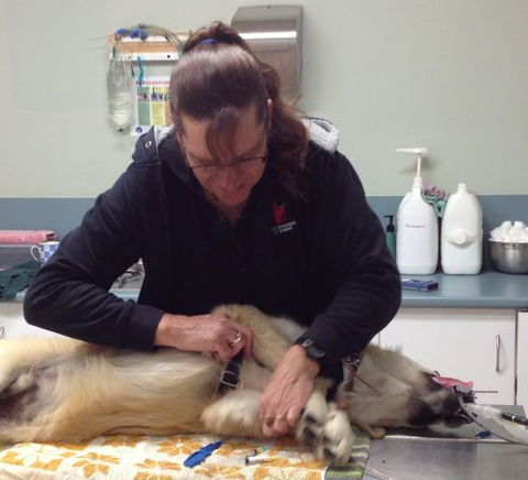 North Bundaberg Vet Surgery Pty Ltd - Vet Melbourne 1