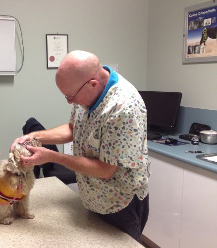 North Bundaberg Vet Surgery Pty Ltd - Vet Melbourne 2