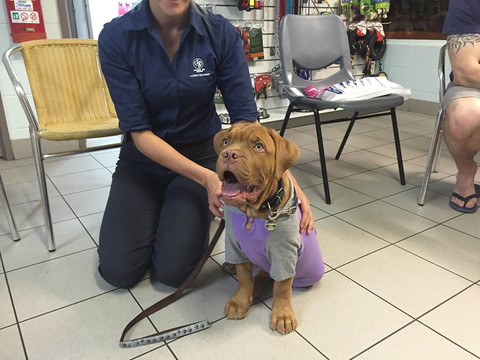 North West Veterinary Clinic - Vet Melbourne 3