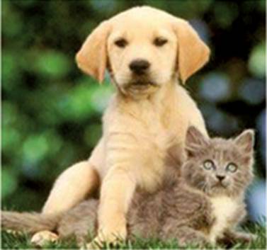 Pyramid Veterinary Surgery - Vet Melbourne 4