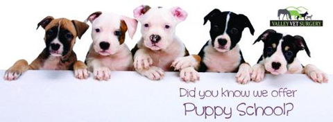 Valley Vet Surgery - Vet Melbourne 11