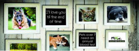 Valley Vet Surgery Mackay - Vet Melbourne 22