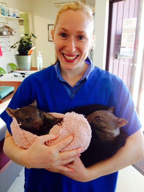 Killarney Vale Veterinary Clinic - Vet Melbourne 1