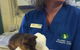 Killarney Vale Veterinary Clinic - thumb 11