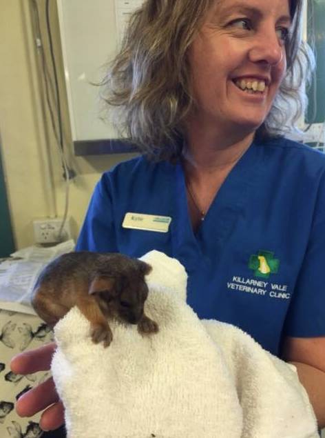 Killarney Vale Veterinary Clinic - Vet Melbourne 11