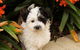 Dapto Veterinary Clinic - thumb 0