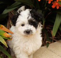 Dapto Veterinary Clinic - Vet Melbourne