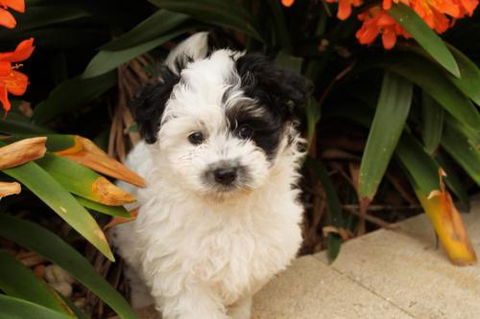 Dapto Veterinary Clinic - Vet Melbourne 0