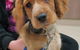 Dapto Veterinary Clinic - thumb 2