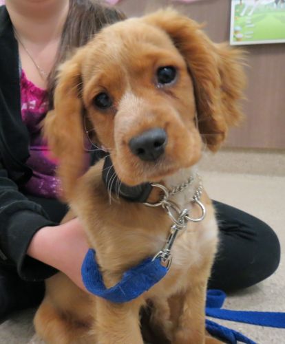 Dapto Veterinary Clinic - Vet Melbourne 2