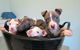Dapto Veterinary Clinic - thumb 3