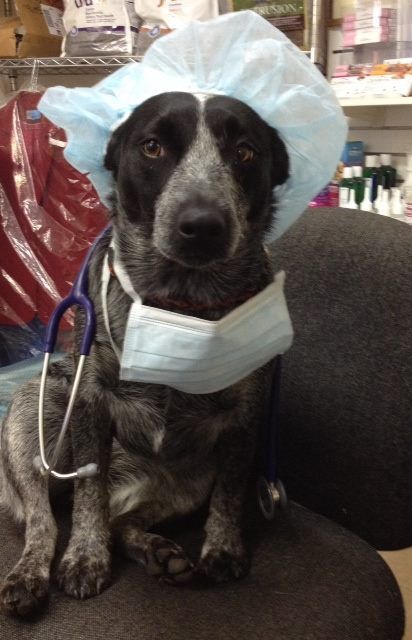 Raymond Terrace Veterinary Clinic - Vet Melbourne 3